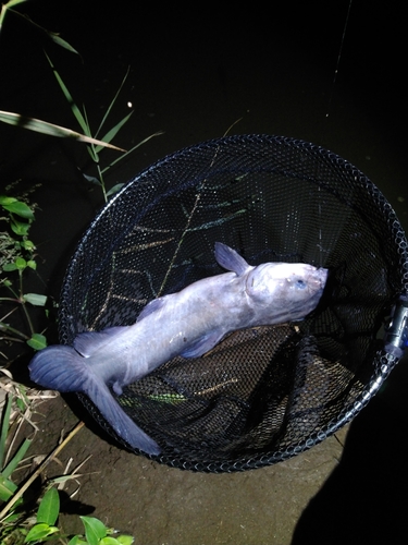 アメリカナマズの釣果