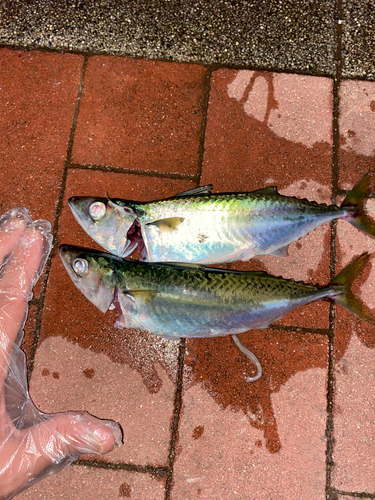 サバの釣果