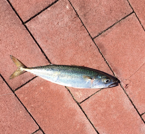 サバの釣果