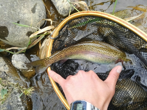 ニジマスの釣果