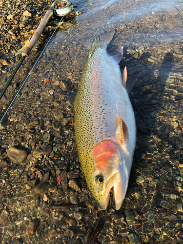 ニジマスの釣果