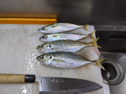 アジの釣果