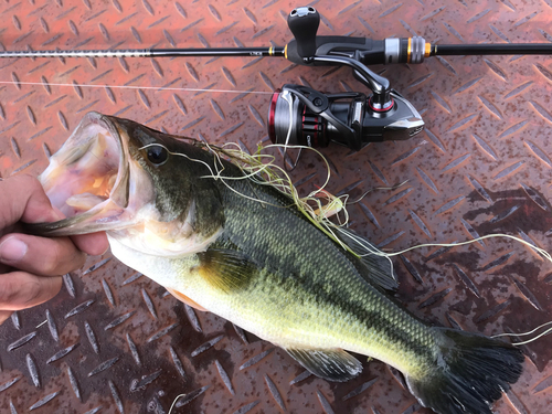 ブラックバスの釣果