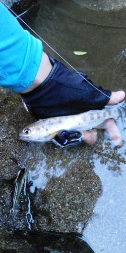 ヤマメの釣果