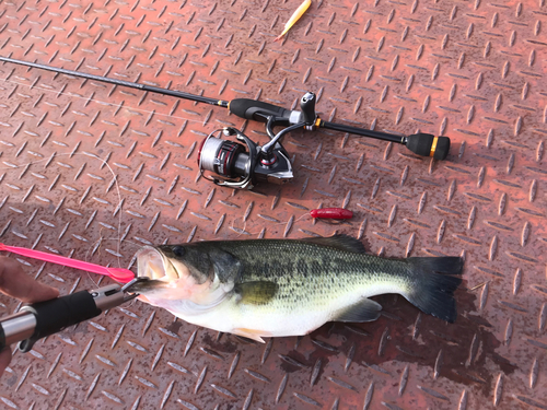 ブラックバスの釣果