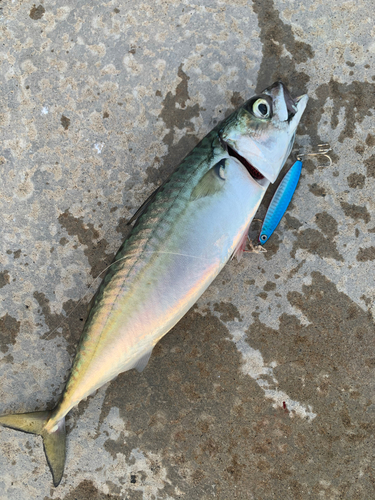 サバの釣果