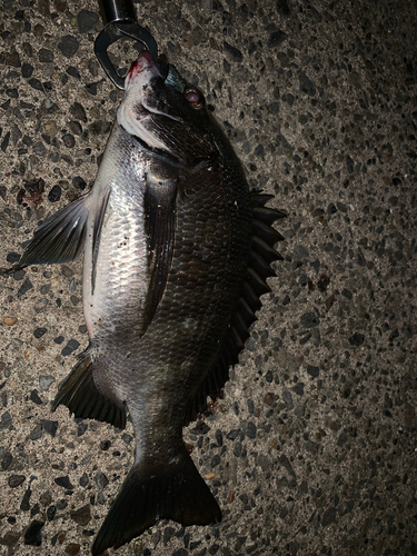 クロダイの釣果