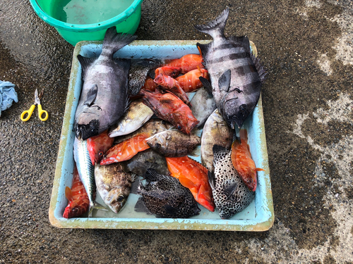 イシダイの釣果