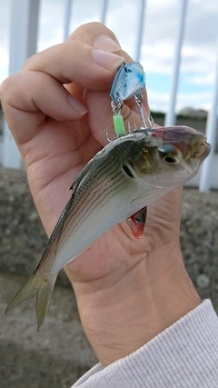 コノシロの釣果