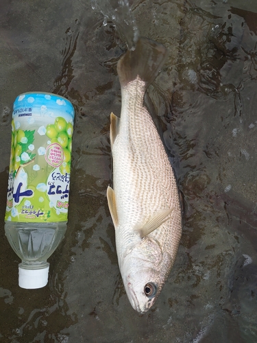 イシモチの釣果