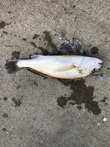 イシモチの釣果