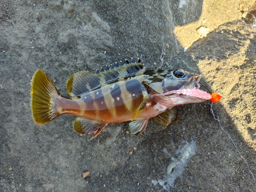 アカハタの釣果