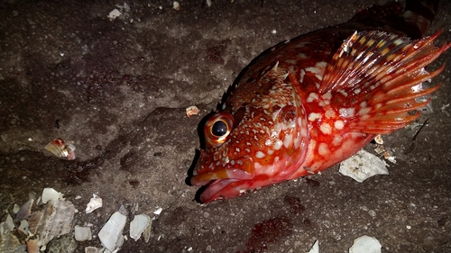 カサゴの釣果