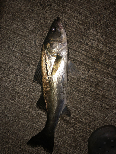 フッコ（マルスズキ）の釣果