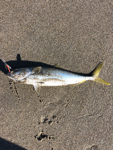 ツバスの釣果