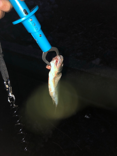 ハスの釣果