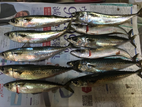 ゴマサバの釣果