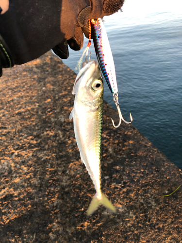 サバの釣果