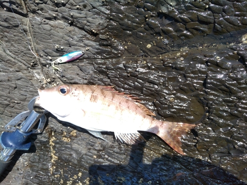 イトフエフキの釣果