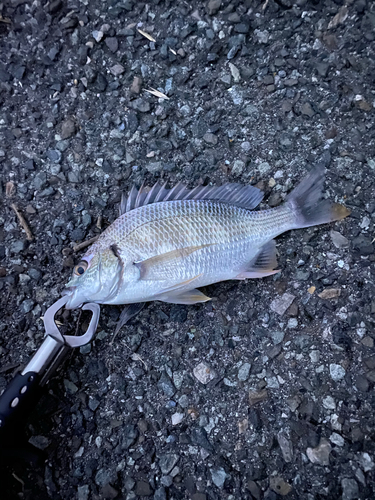 キビレの釣果