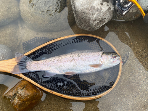 ニジマスの釣果