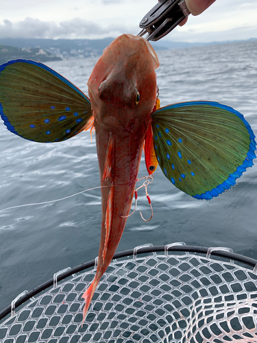 ホウボウの釣果