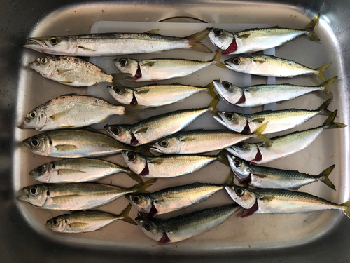 サバの釣果