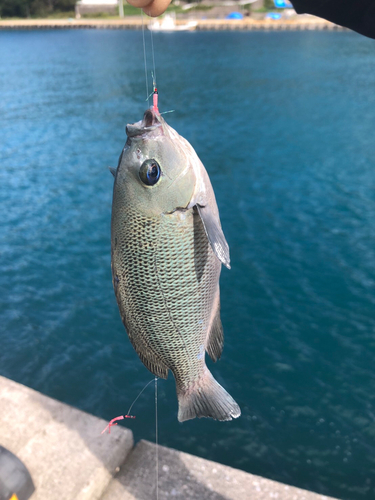 メジナの釣果