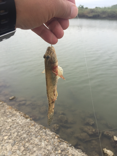 ハゼの釣果