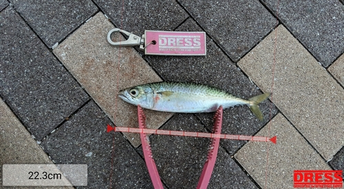 サバの釣果