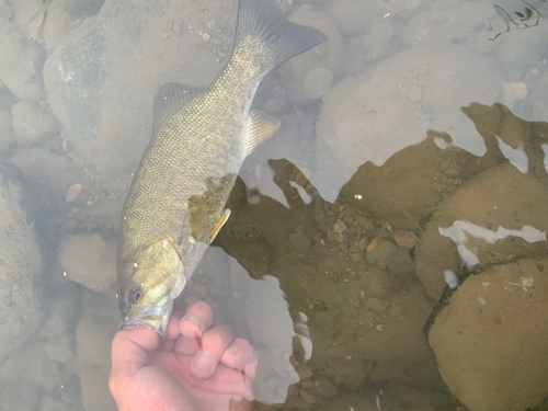 スモールマウスバスの釣果