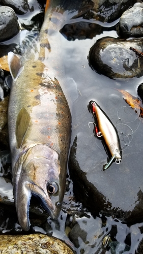 アマゴの釣果