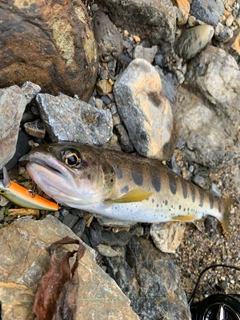 アマゴの釣果