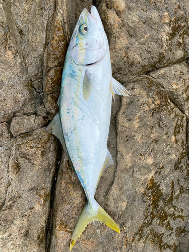 ヤズの釣果