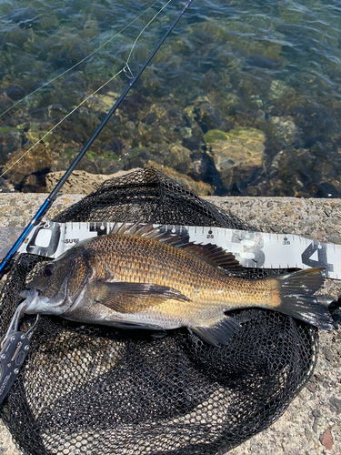 クロダイの釣果