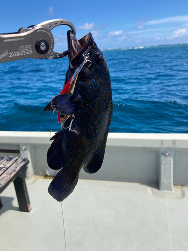 アオノメハタの釣果