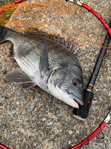 クロダイの釣果