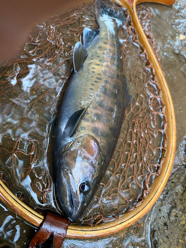 ヤマメの釣果