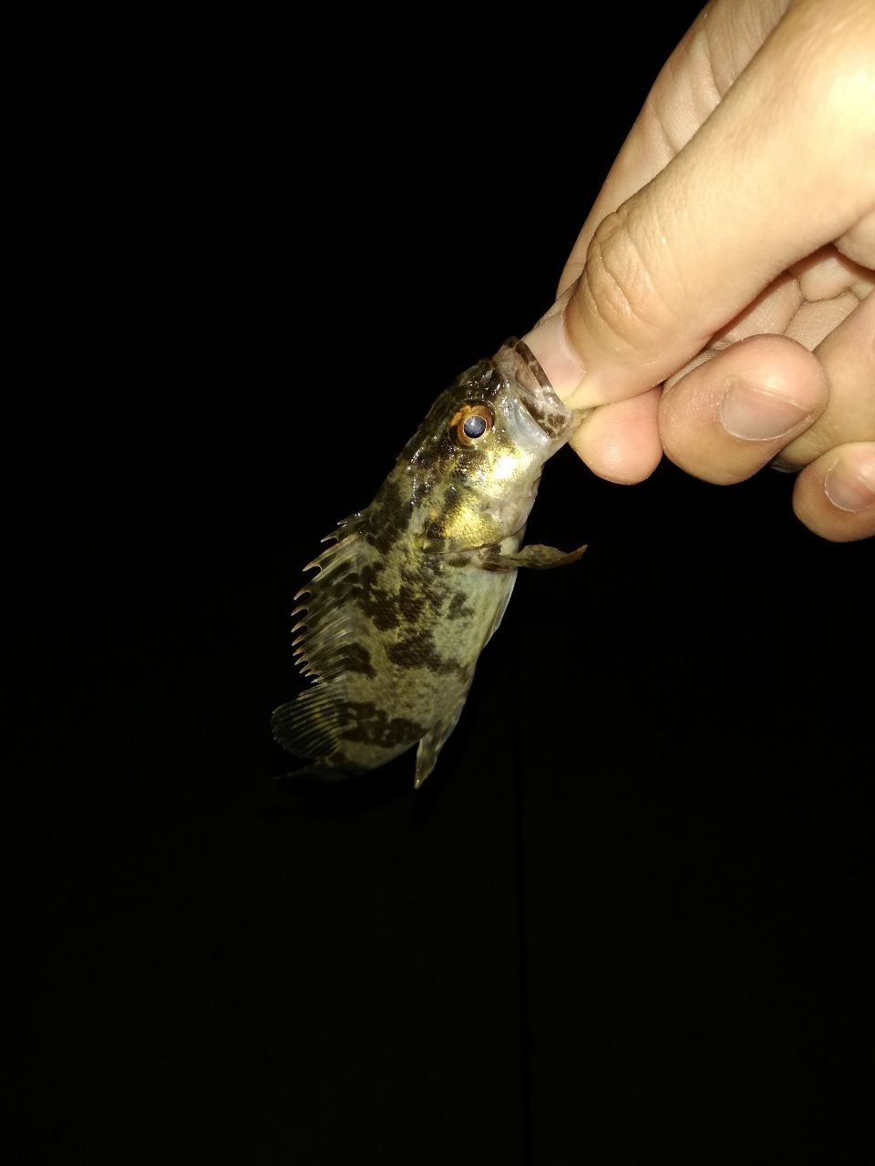 タケノコメバル