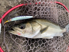 スズキの釣果
