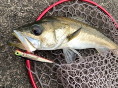 スズキの釣果