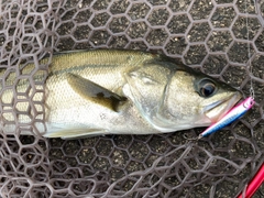 スズキの釣果