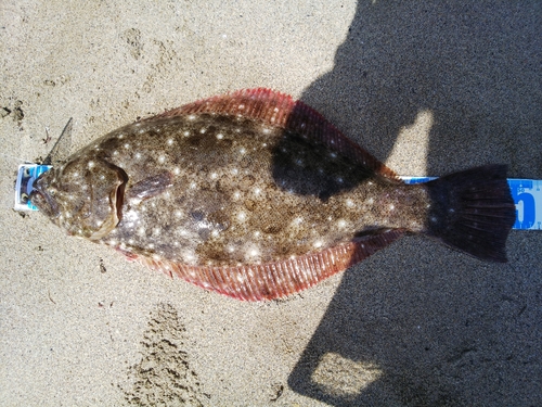 ヒラメの釣果