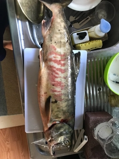 アキアジの釣果