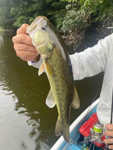 ラージマウスバスの釣果