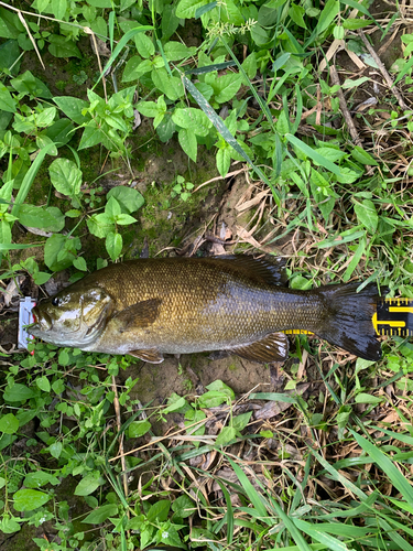 スモールマウスバスの釣果