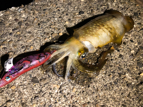 アオリイカの釣果