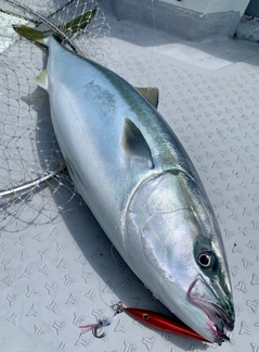 ハマチの釣果