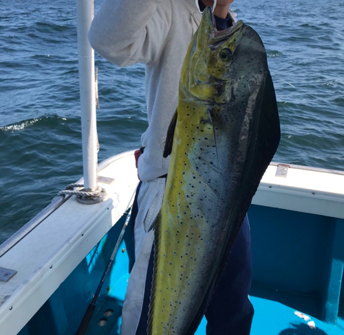 シイラの釣果