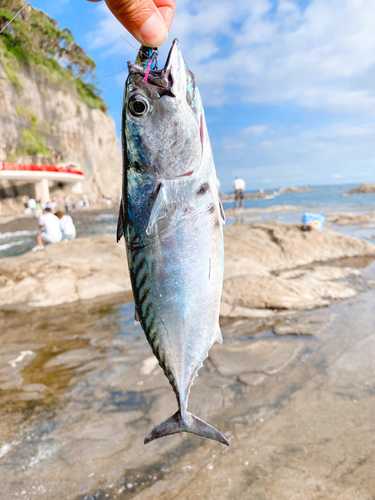 スマガツオの釣果